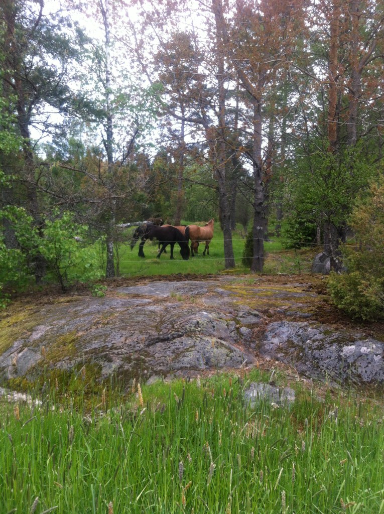 Picture of some horse